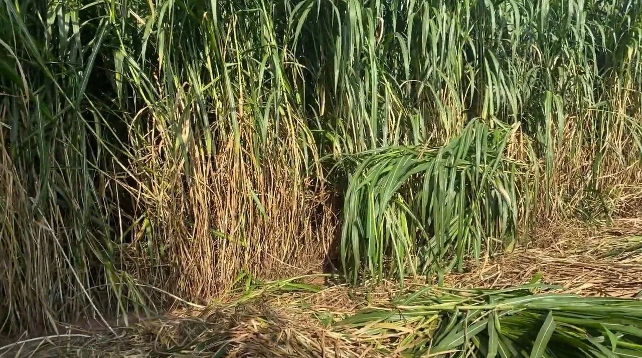 PLANTE CAPIAÇU NAS TROVOADAS E APROVEITAR O INVERNO TENHO MUDAS GEMAS DISPONÍVE  A VENDA  - Foto 3