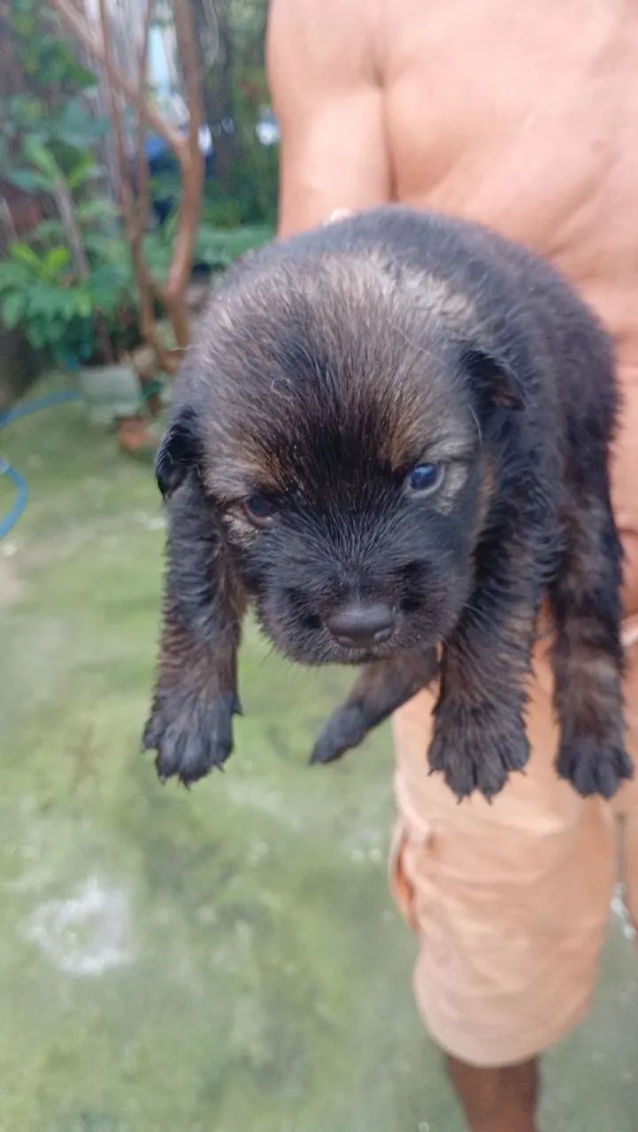 Chow Chow mestiços leia o anúncio  - Foto 2