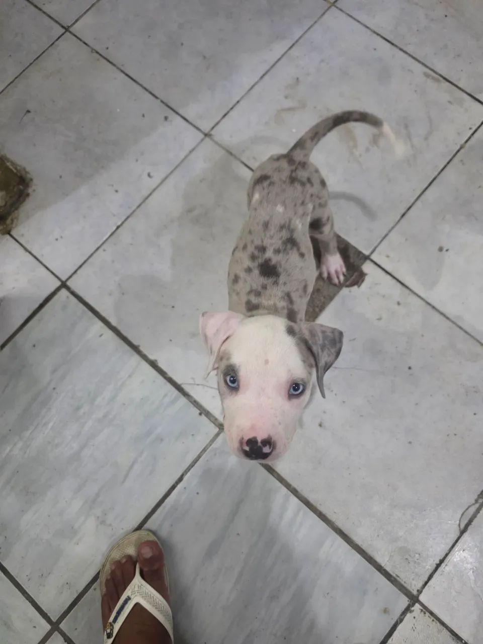 Pitmonster merlem 
