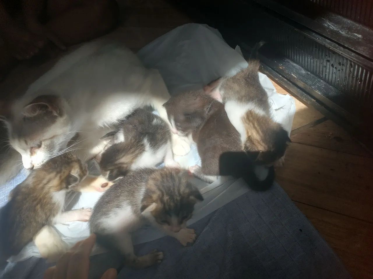 Doação de gato  - Foto 4