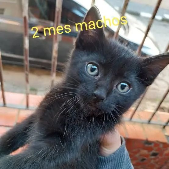 Adoção  - Foto 3
