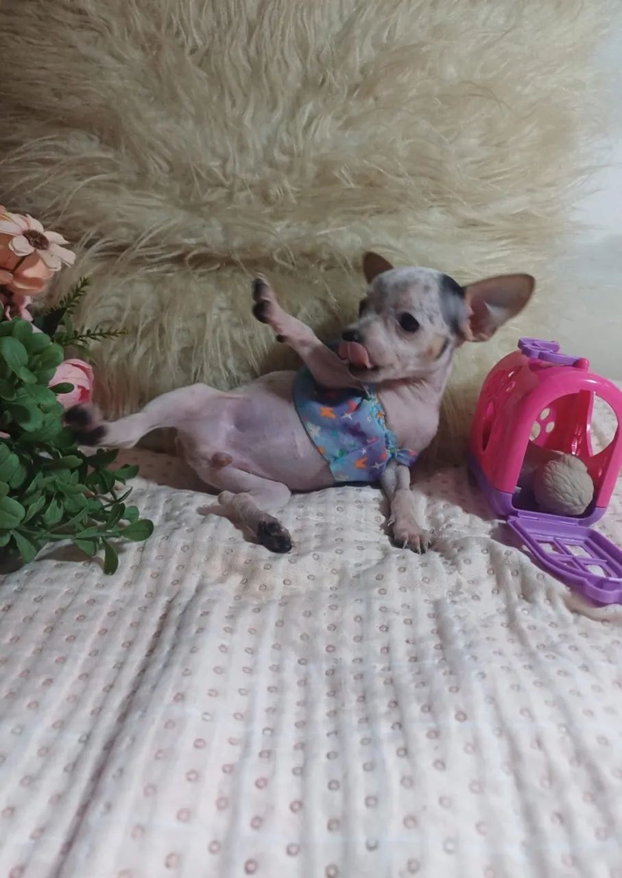 Cachorro - Foto 2