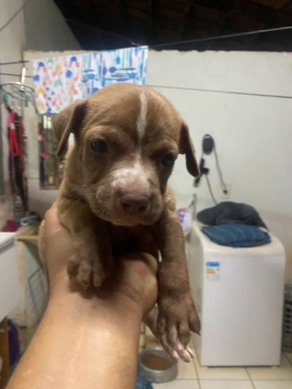 Filhote pitbull  - Foto 2