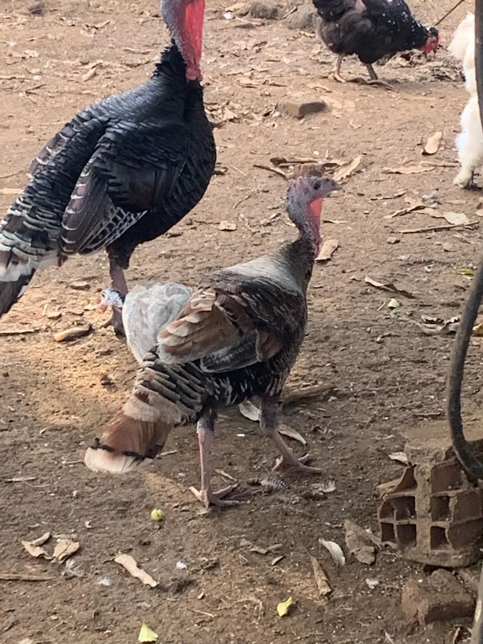 Peru macho 