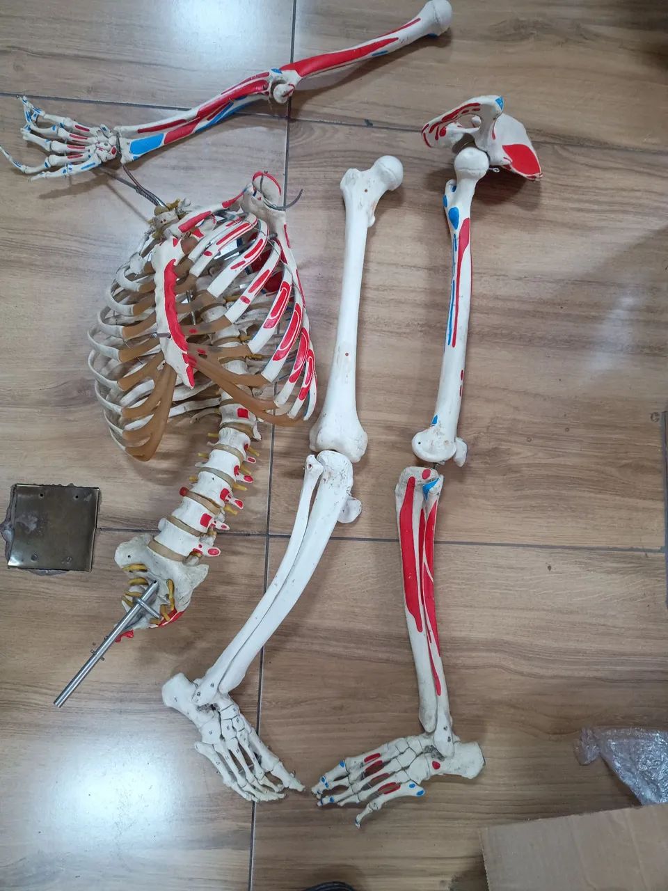 Esqueleto humano de 85cm