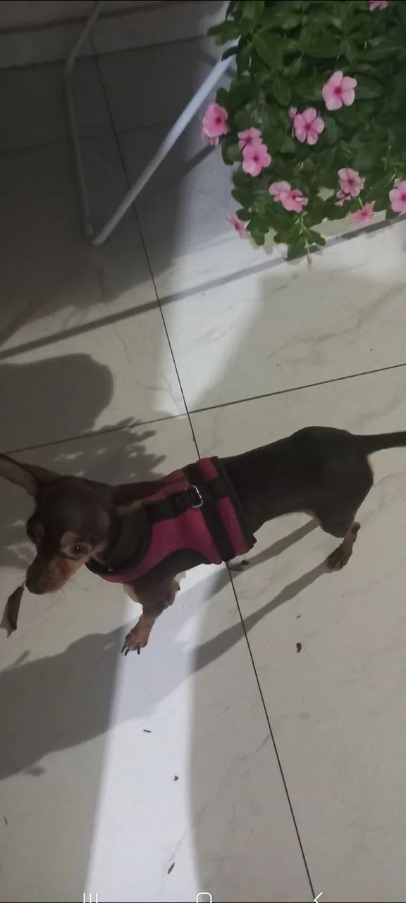 Pinscher  - Foto 4