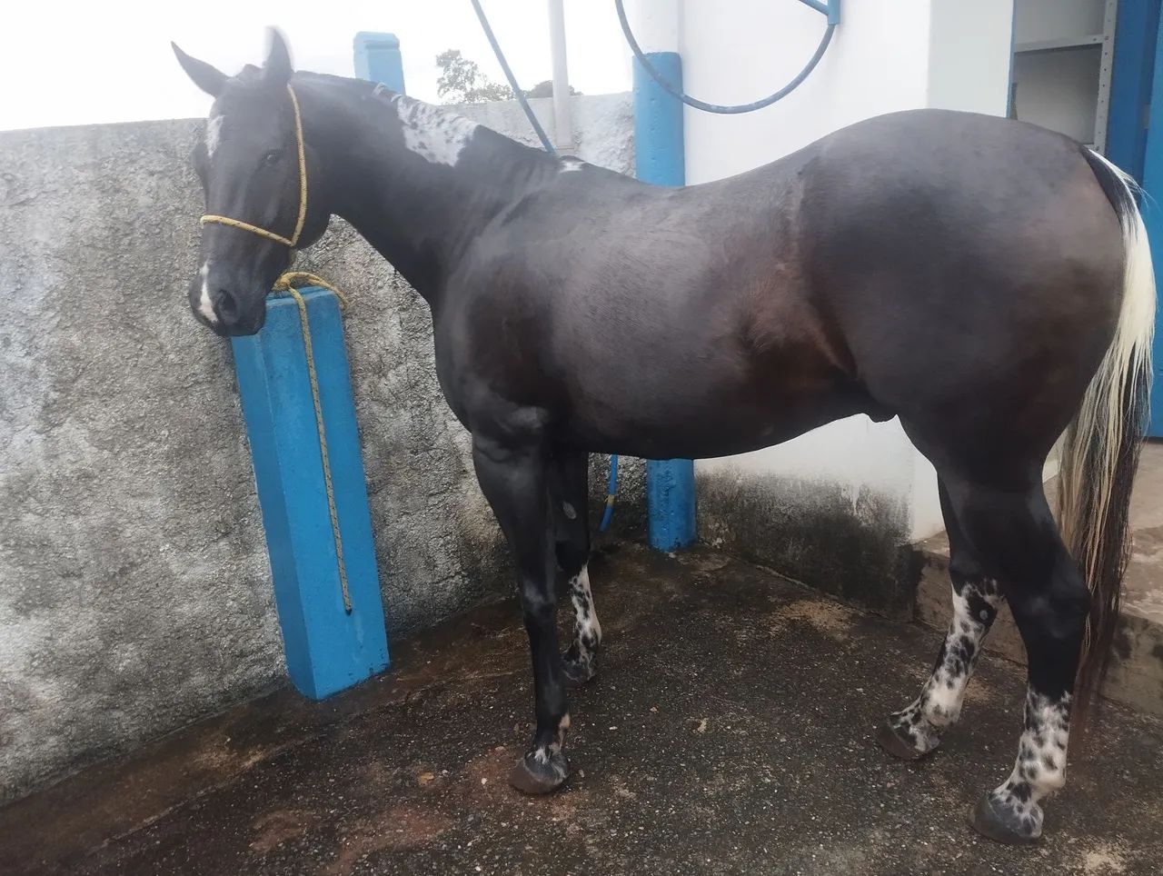Cavalo Quarto de Milha - Foto 3
