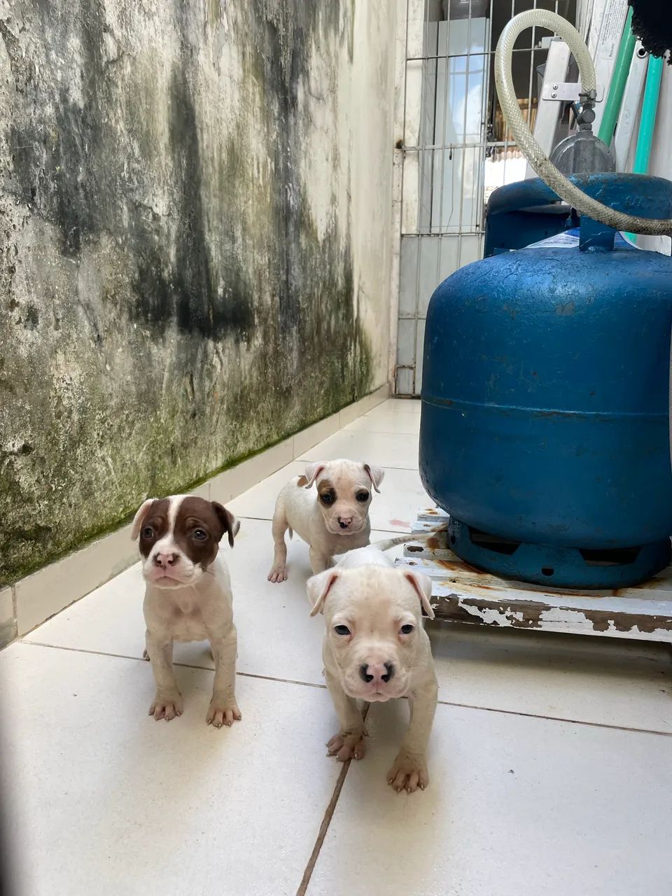 3 filhotes de pitbull apbt - Foto 2