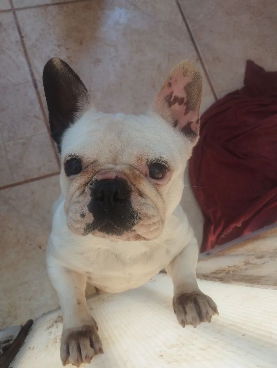 Buldogue francês 