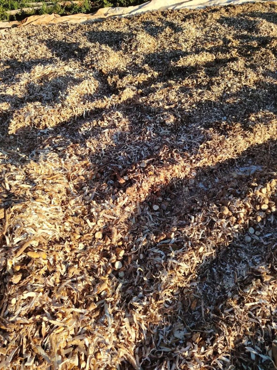 Casca de mandioca para ração animal - Foto 3