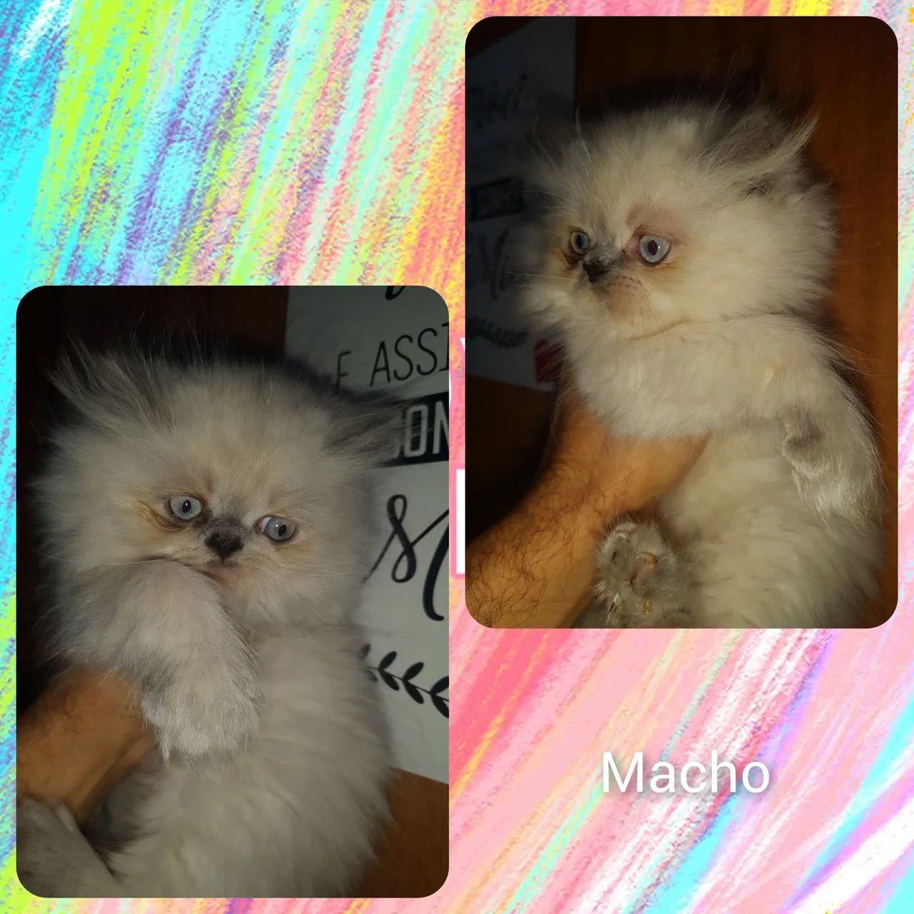 Gato persa
