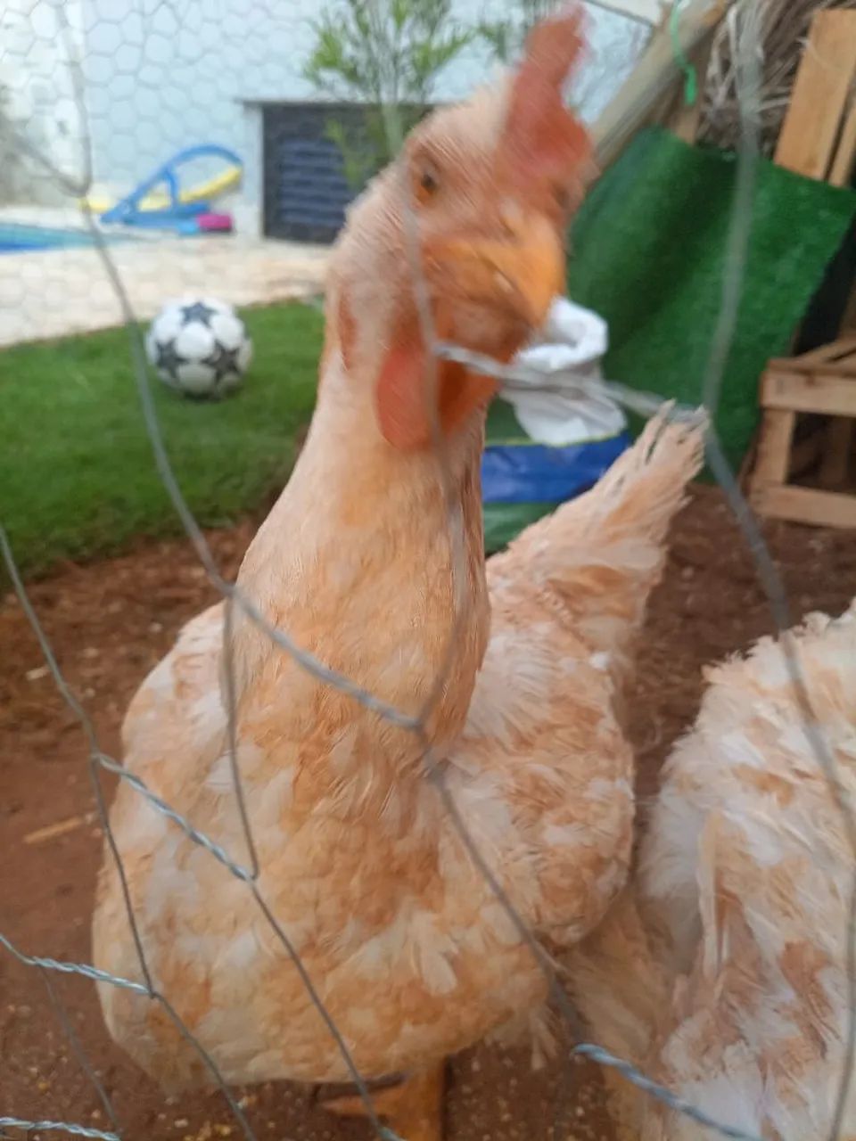 Galinhas - Foto 4
