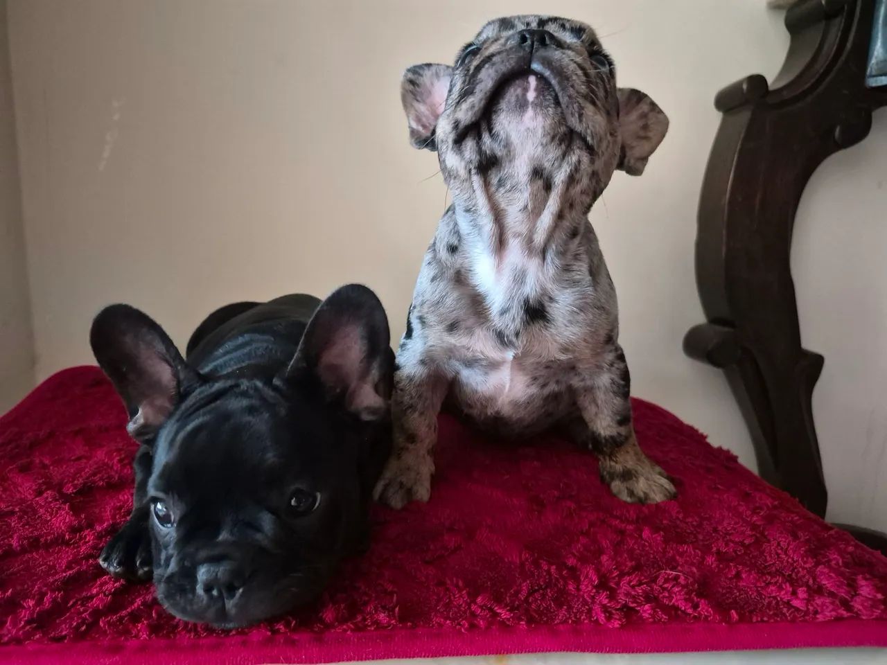 Bulldog francês disponível 