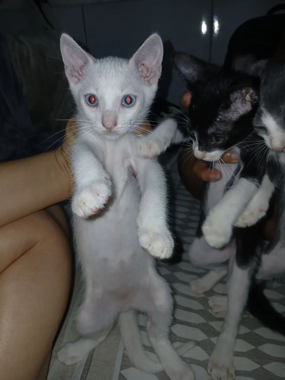 Doação gatos - Foto 4