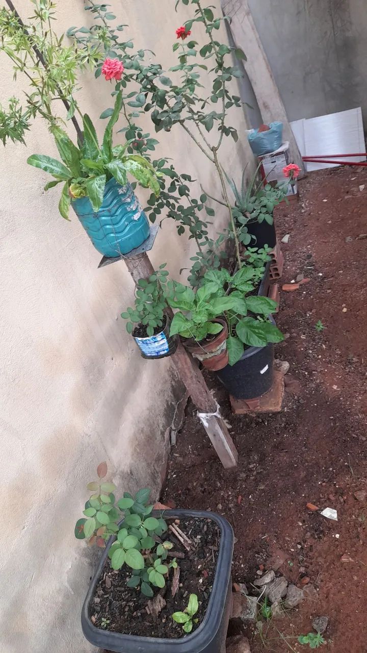 Plantas 