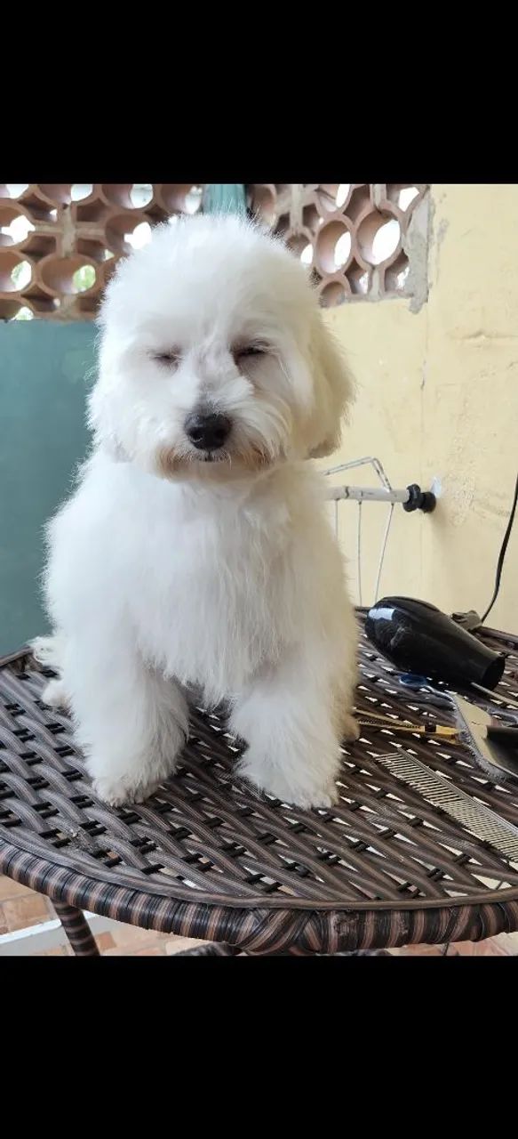 Poodle macho  - Foto 2