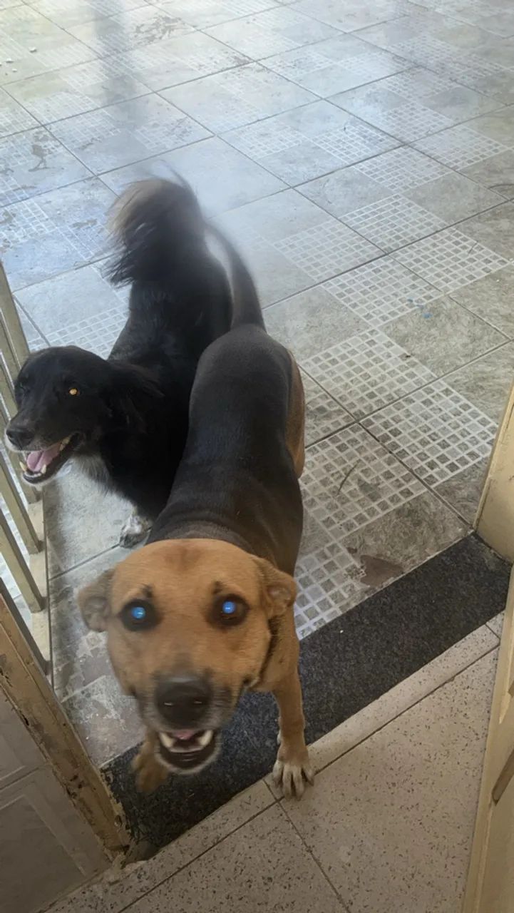 Doação de Pets