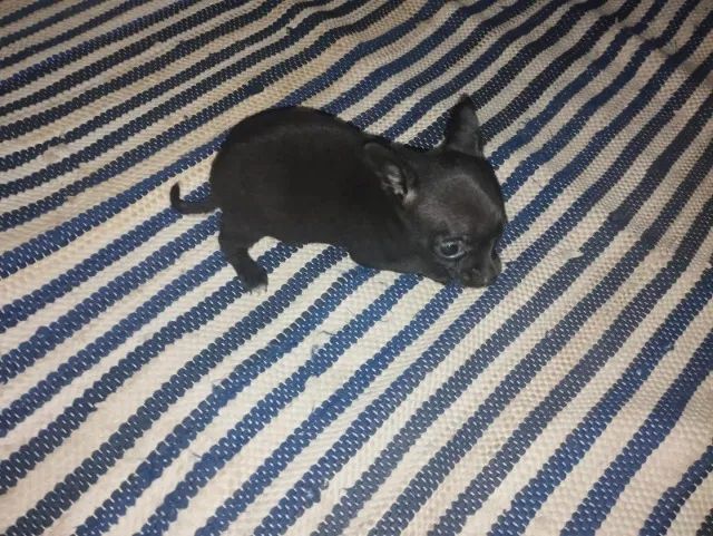 Pincher machinho 0 - Foto 3