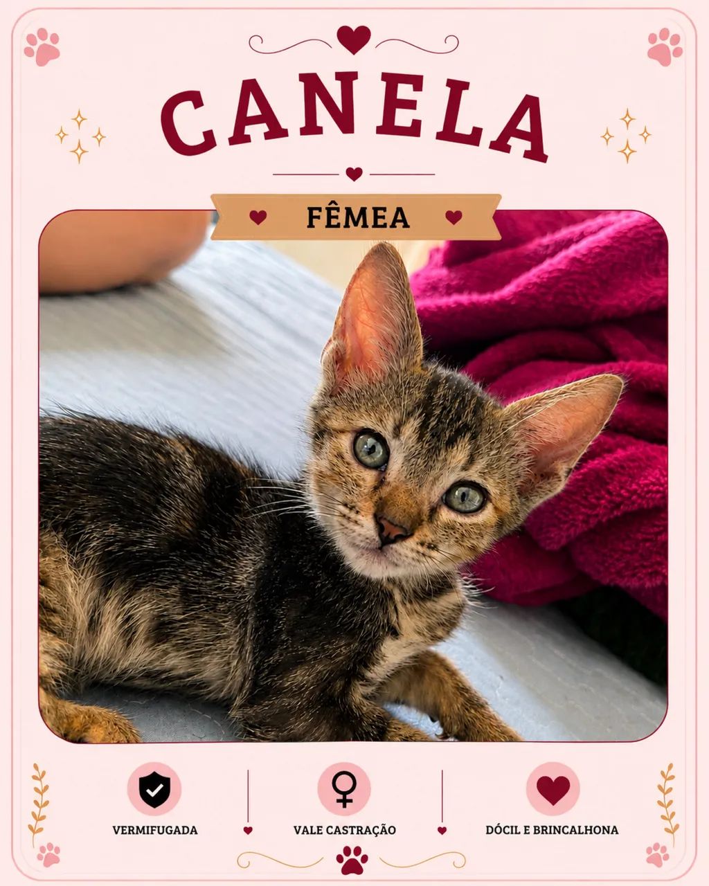 Gata fêmea para adoção  - Foto 2