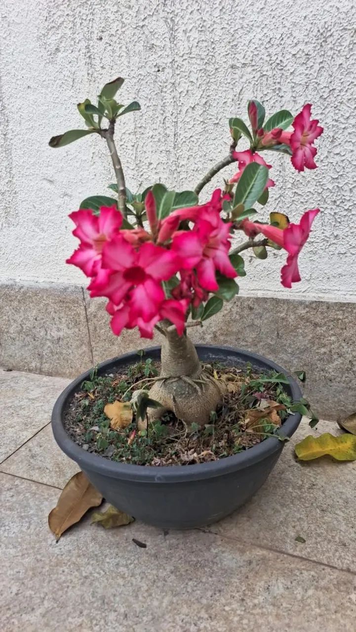 Rosa do deserto  - Foto 5