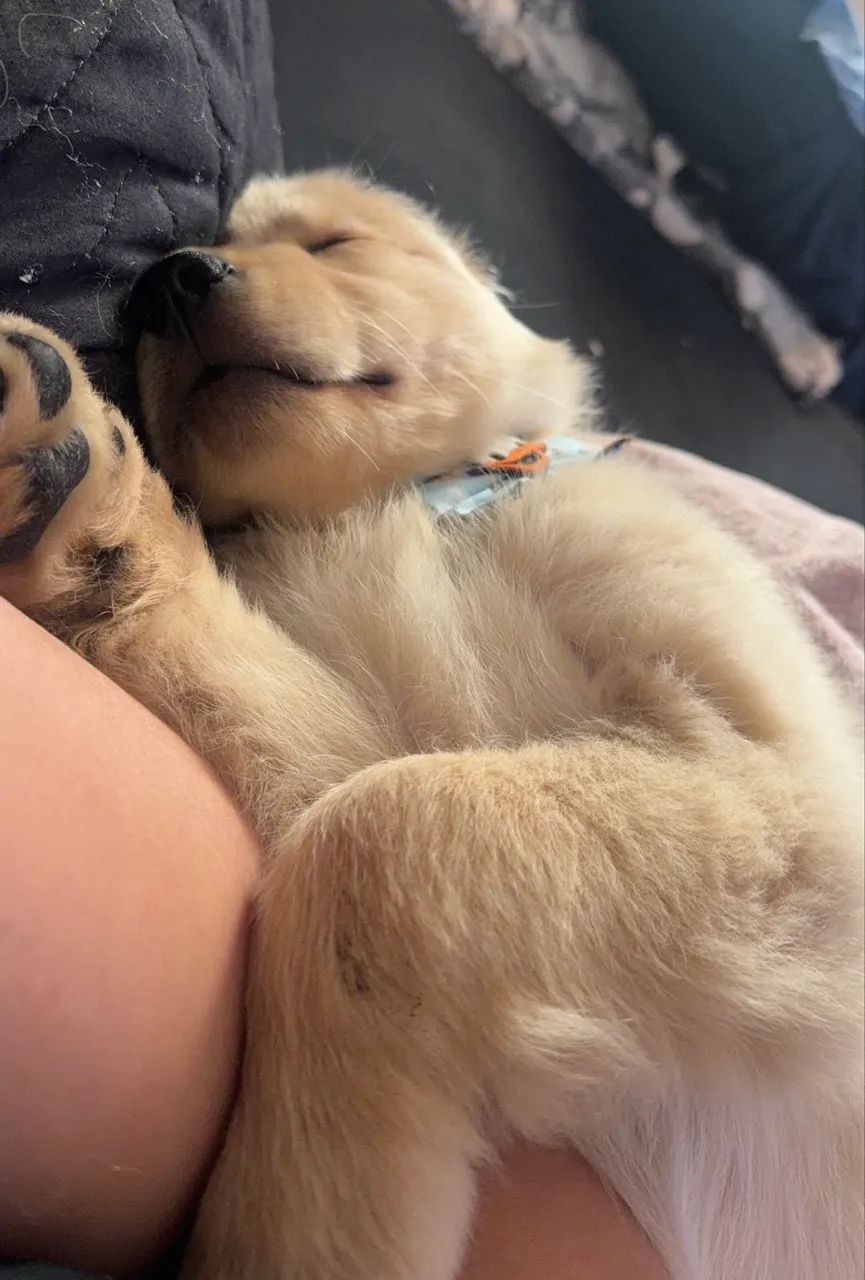 Golden Retriever filhote  - Foto 3