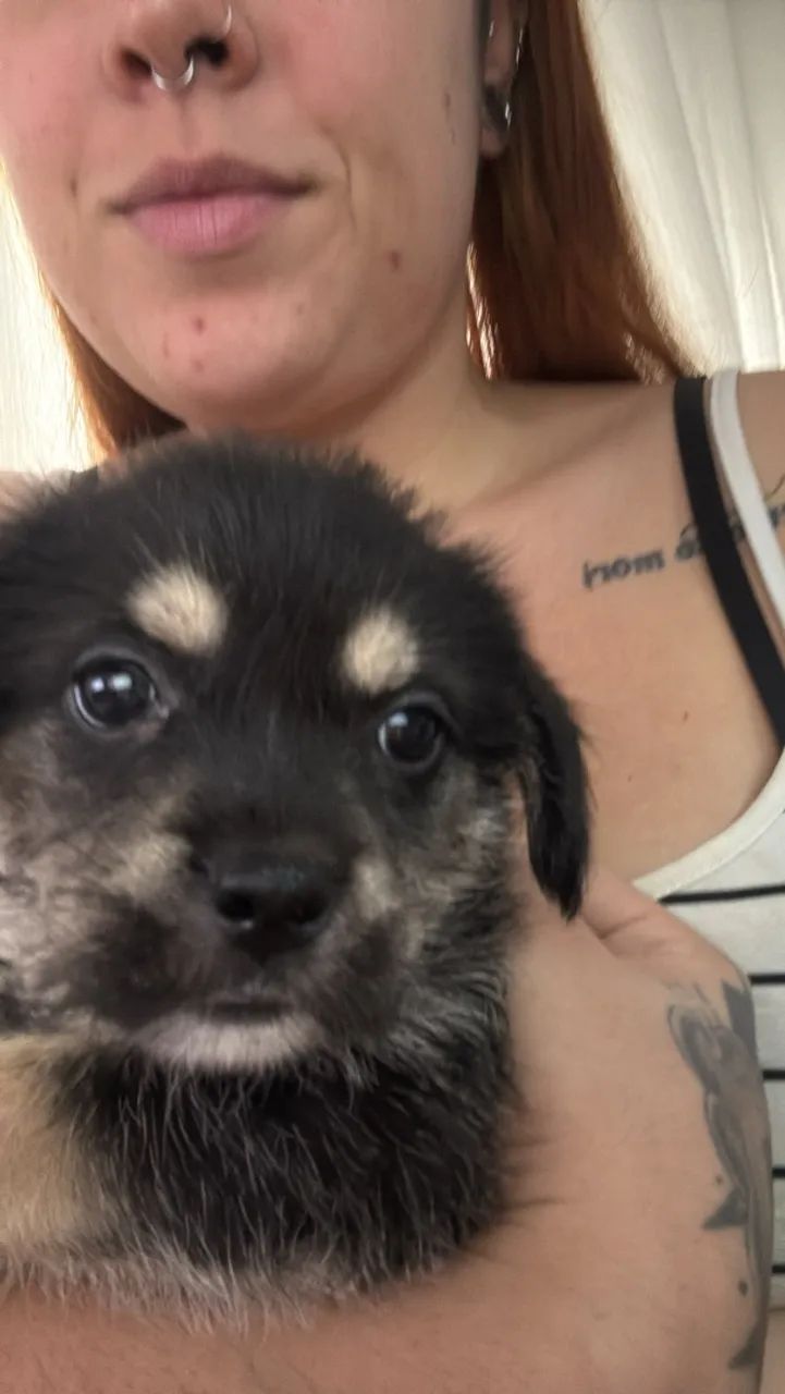 Doação de cachorrinhos - Foto 3