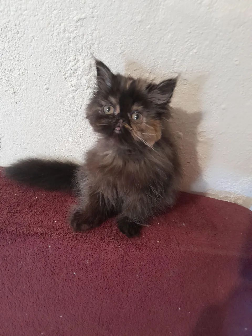 Gatinhas persas pelos longos  - Foto 4