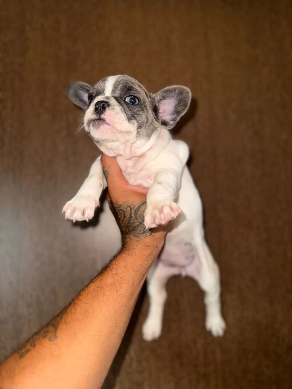 Bulldog francês  - Foto 2