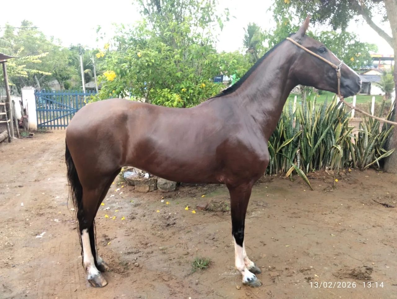 Égua mangalarga marchador com registro  - Foto 2