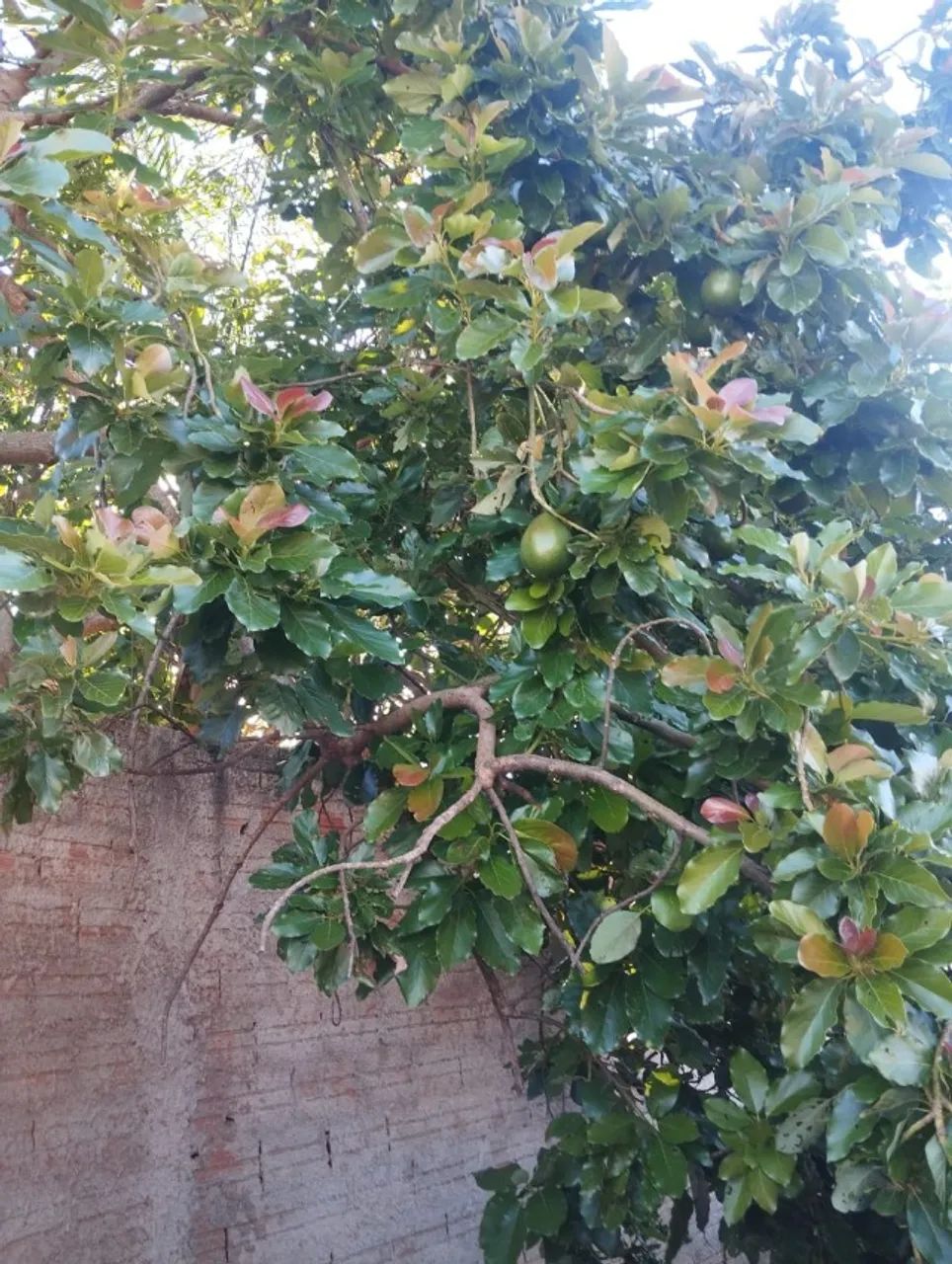 Terreno há venda - Foto 2