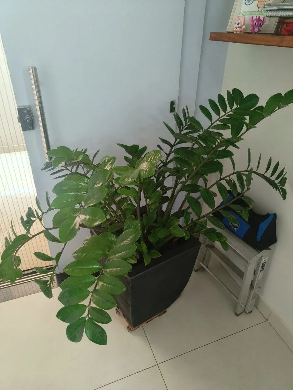 Vendo Zamioculca - Foto 3