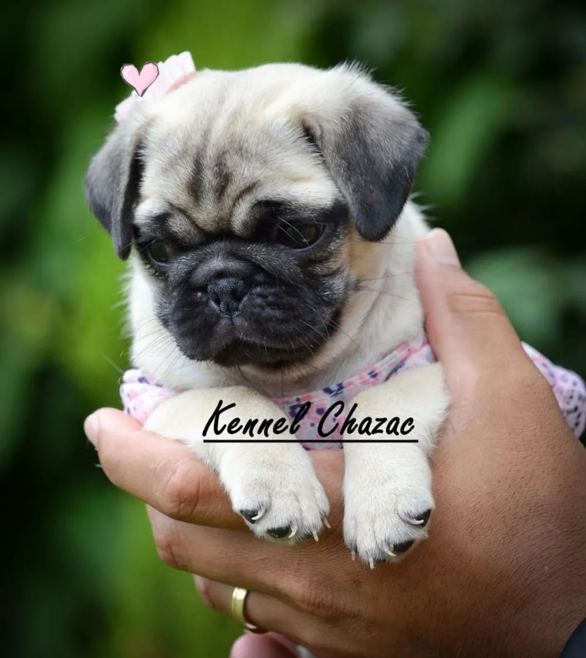 Pug uma menina perfeita e padrão mini em 12 vezes