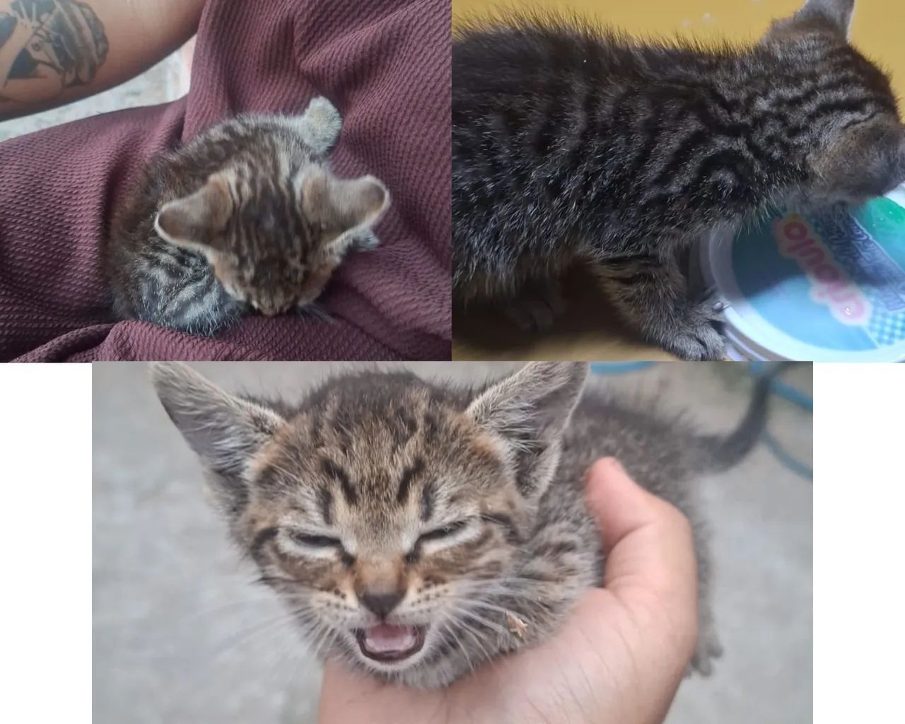 gata filhote 