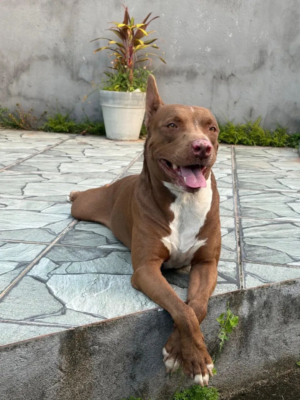 Pitbull para doação