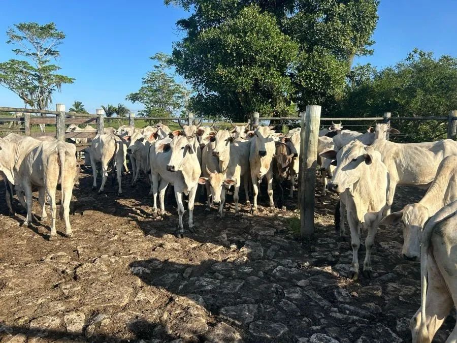 FAZENDA PRODUTIVA À VENDA