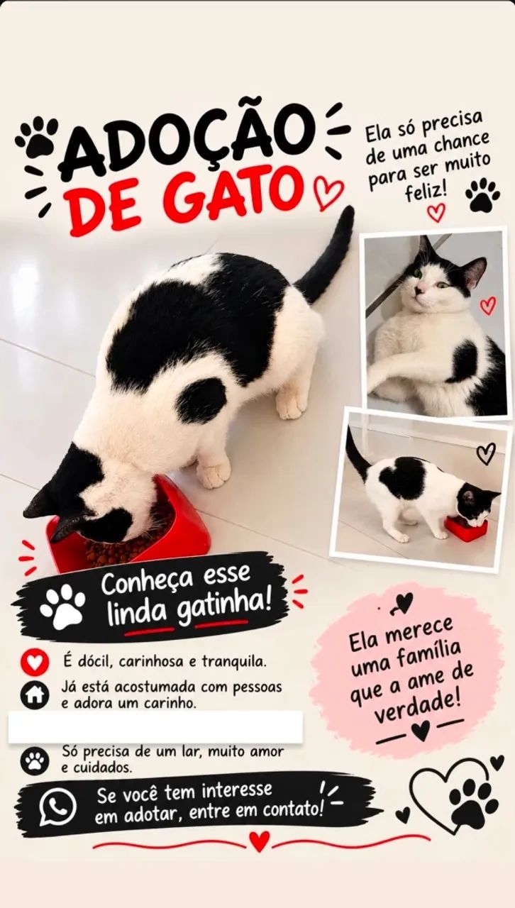 Doa-se gata!!