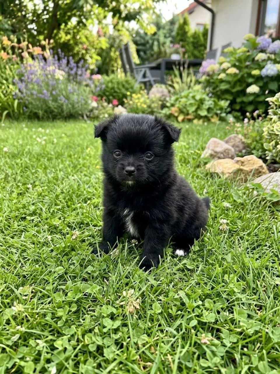 Pets - Foto 4