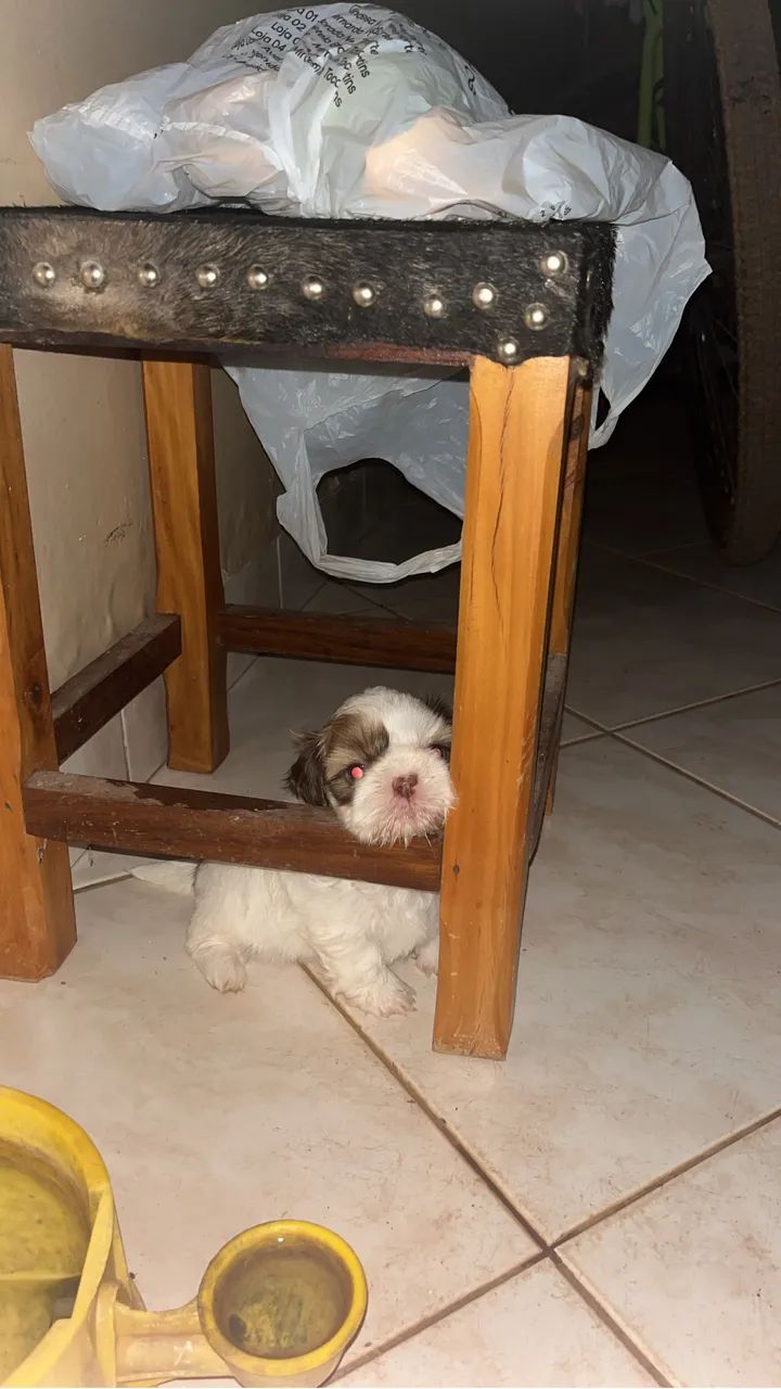 Shih-tzu - Foto 3