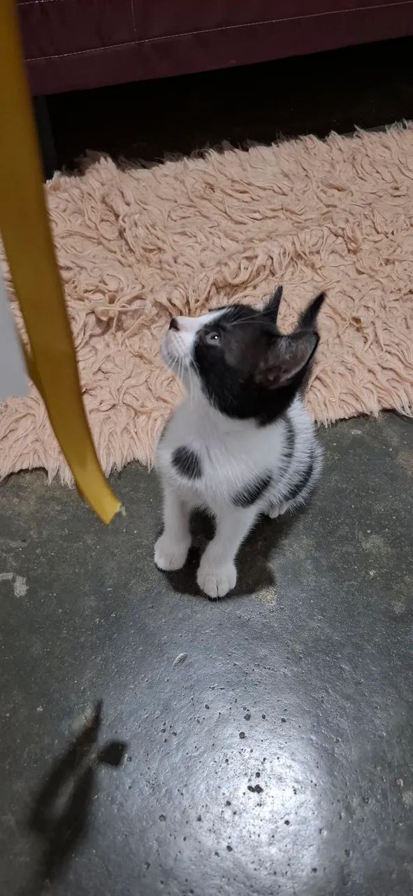 Adoção de gatinho urgente!! - Foto 2