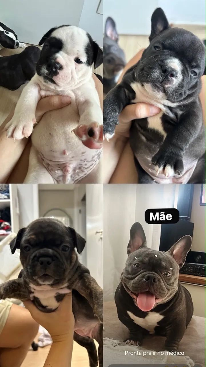 Filhotes de American Bully Micro F1 - Foto 3