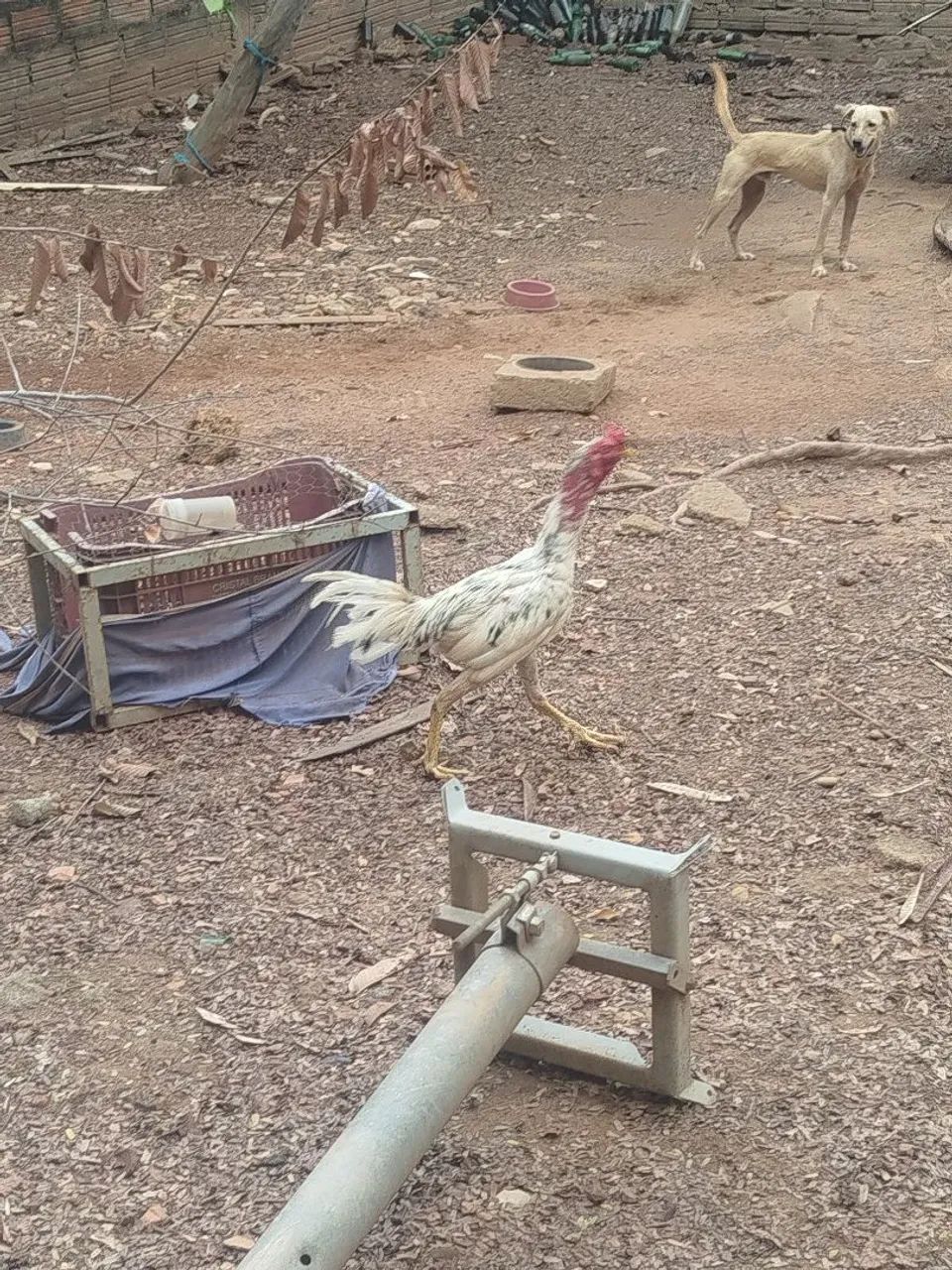 Frango de raça! - Foto 3
