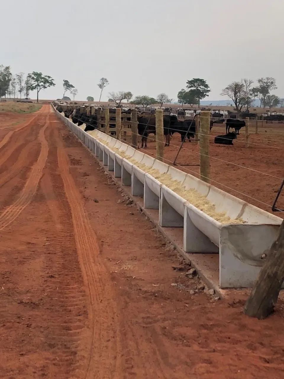 Fazenda dupla aptidão Mato Grosso Sul  - Foto 2