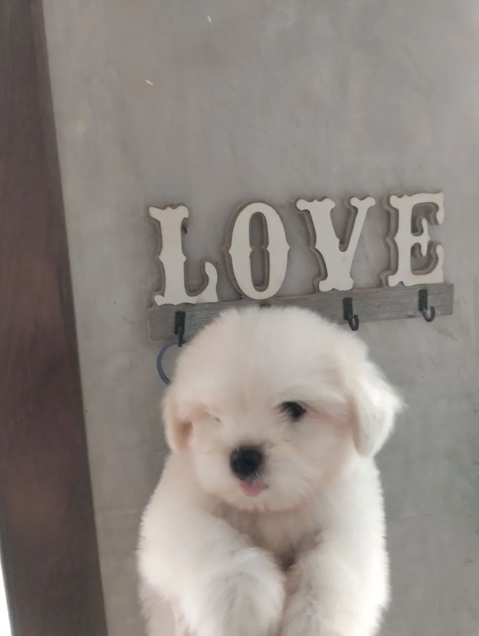 Lhasa Apso  - Foto 4