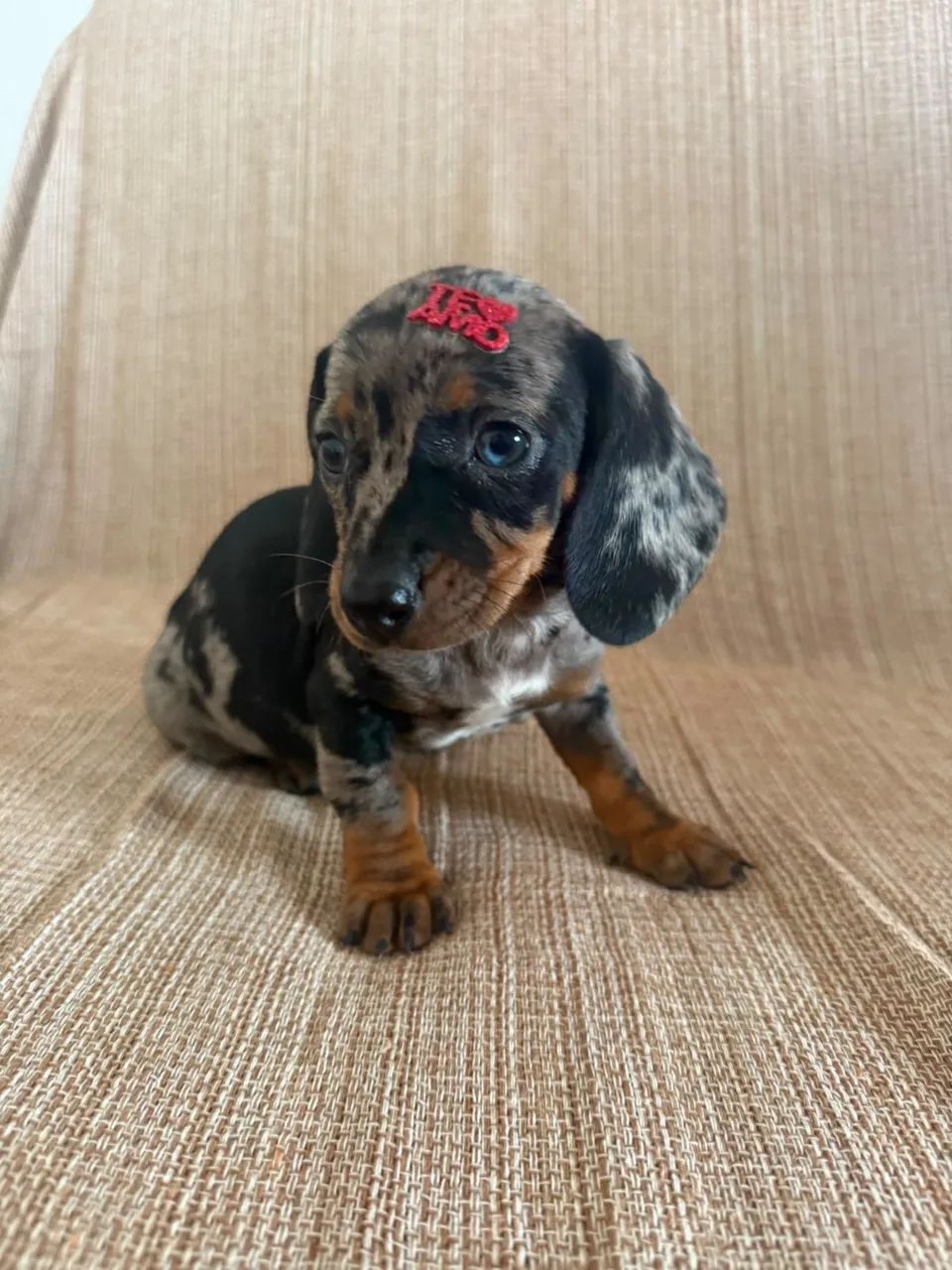 dachshund  - Foto 2