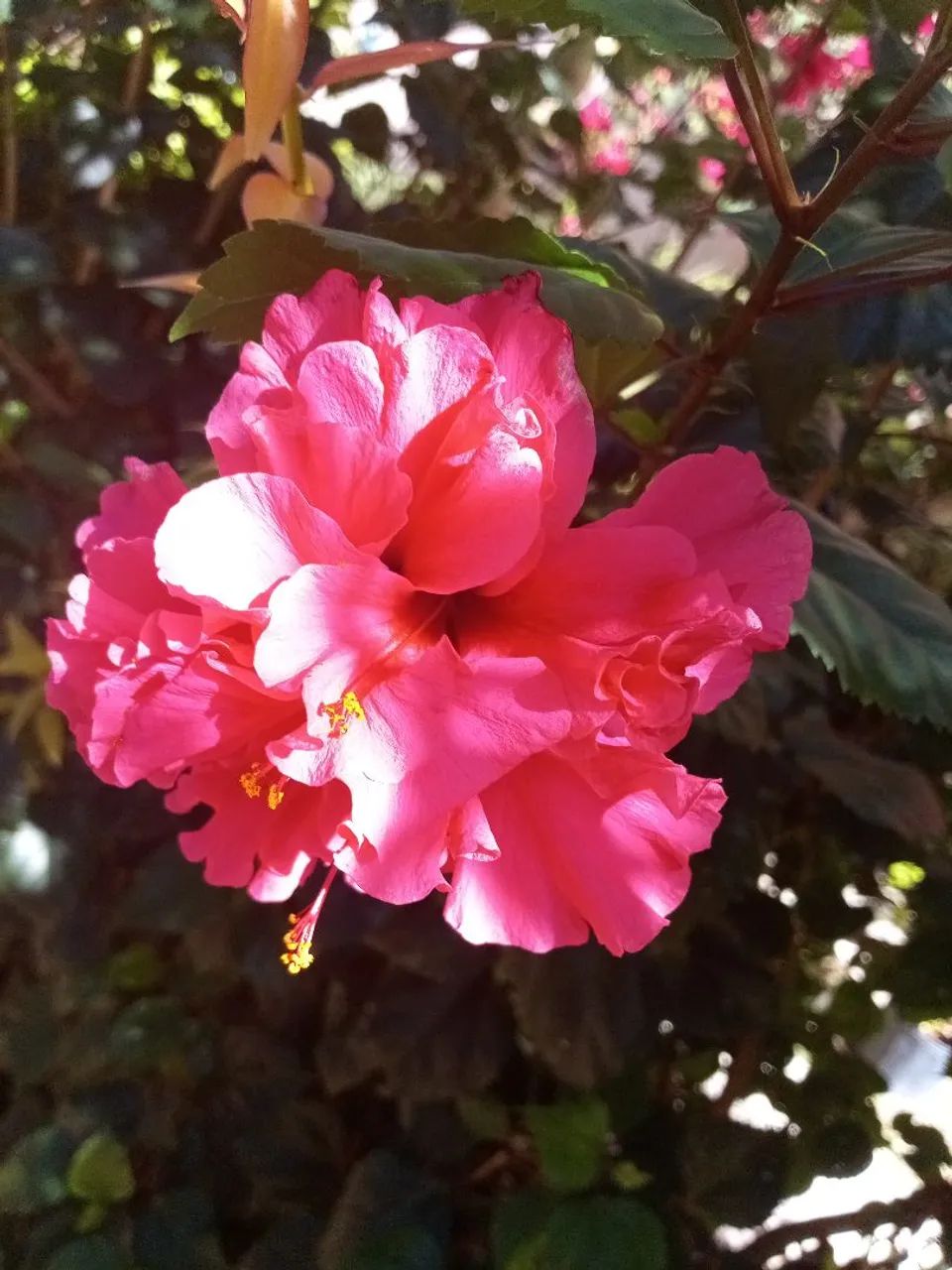Hibisco  - Foto 2