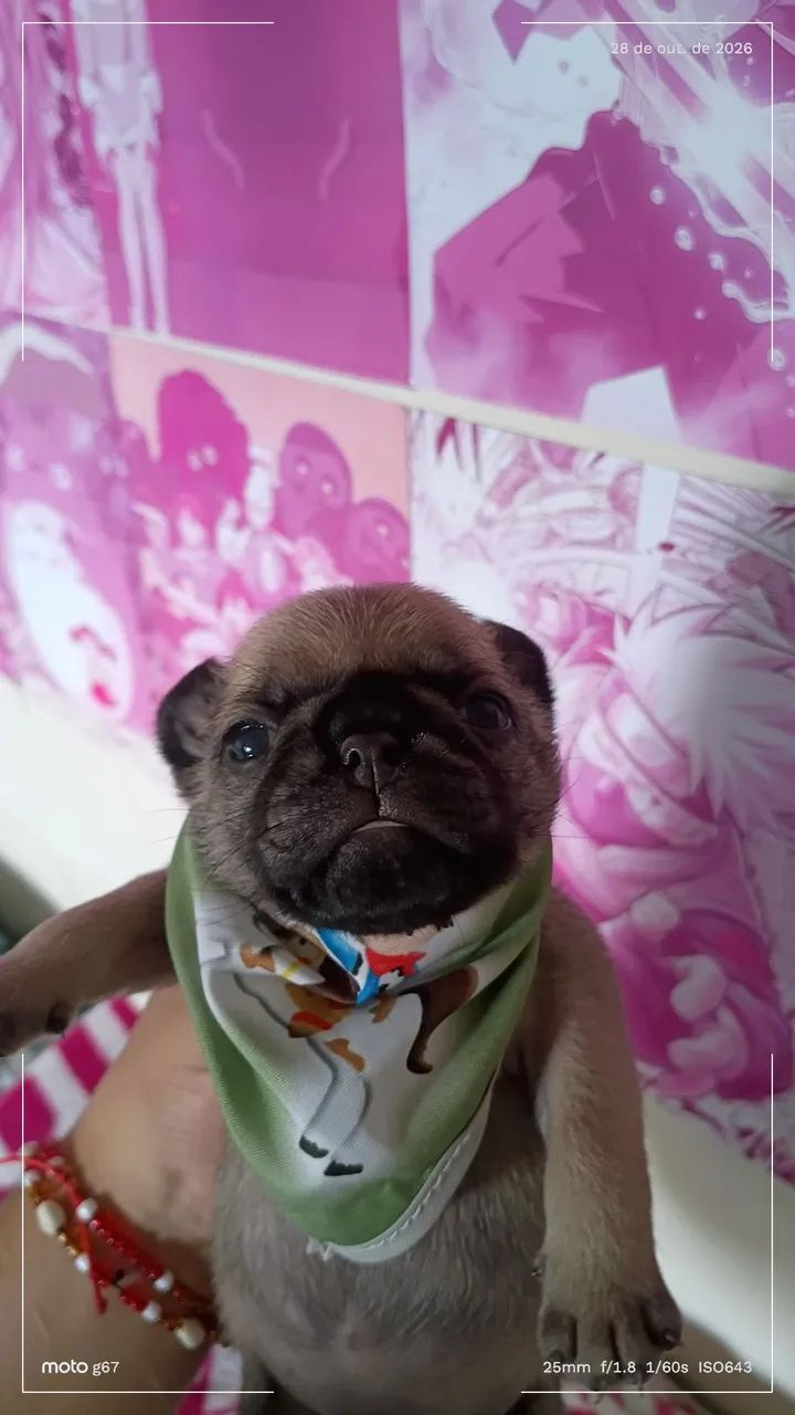 Pug 