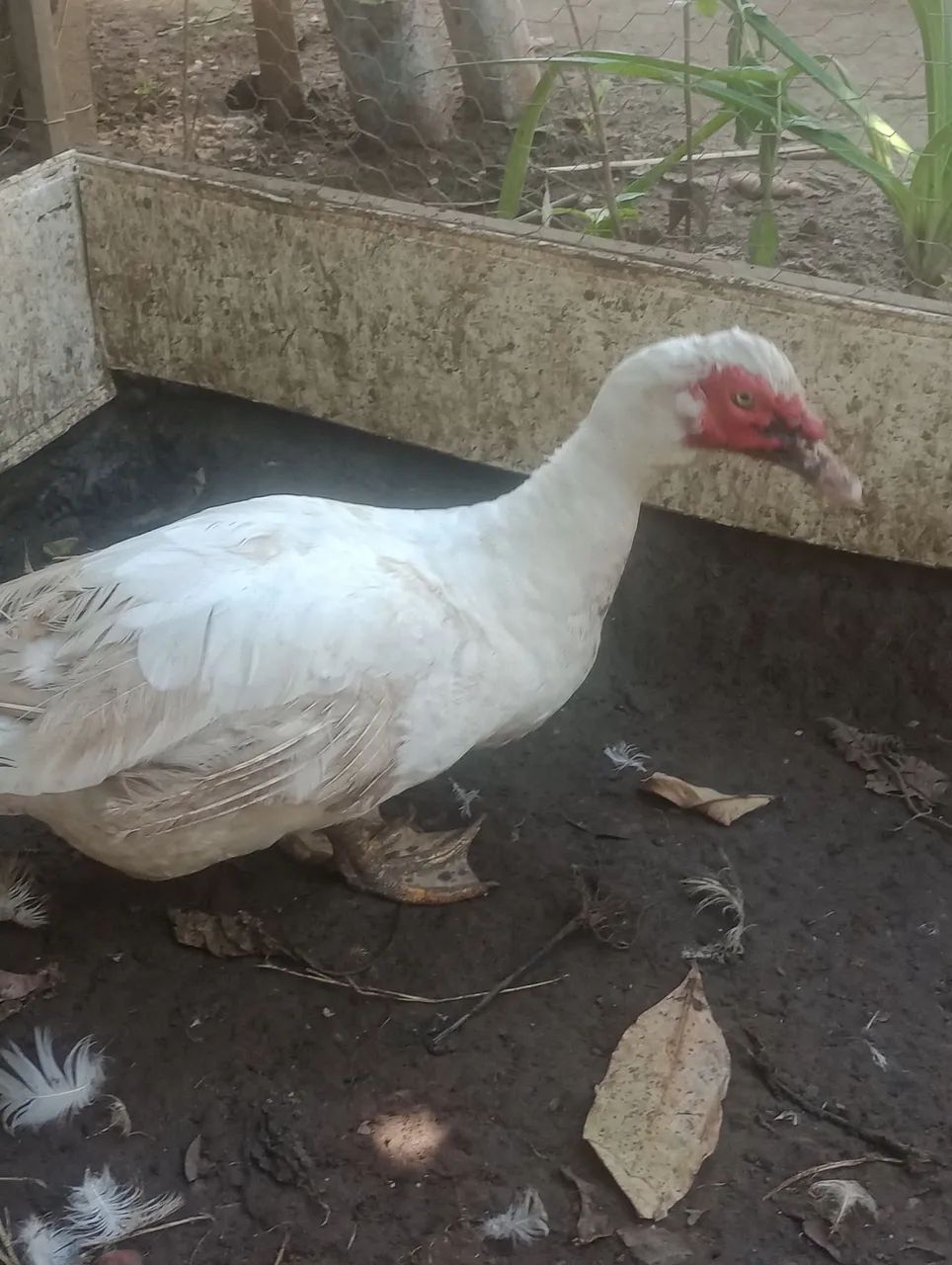 Pato e pata  - Foto 4