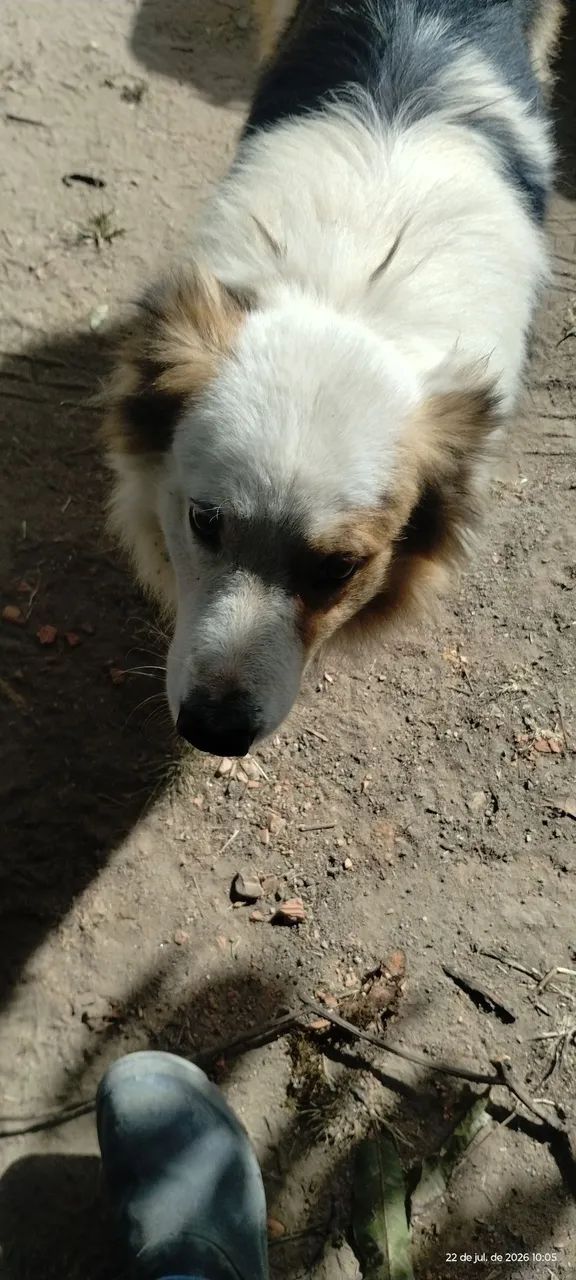 Cachorro  - Foto 5