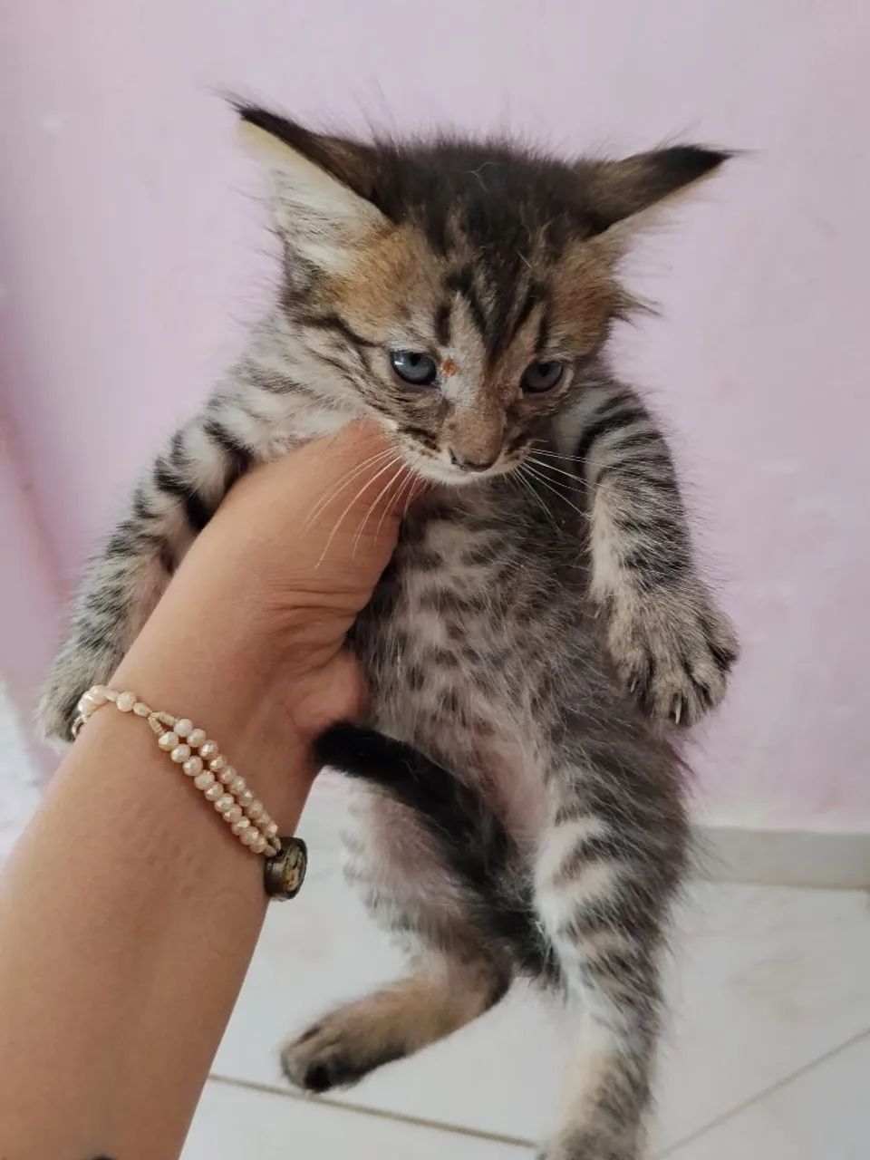 Adoção gatos  - Foto 5