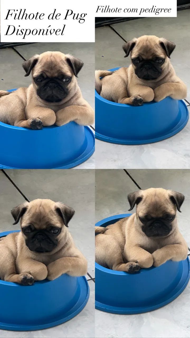 Filhote Pug com pedigree 